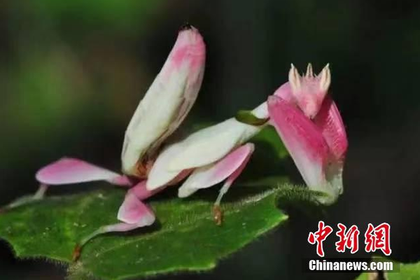 【51動漫】商湯絕影發(fā)布端到端自動駕駛技能道路R
