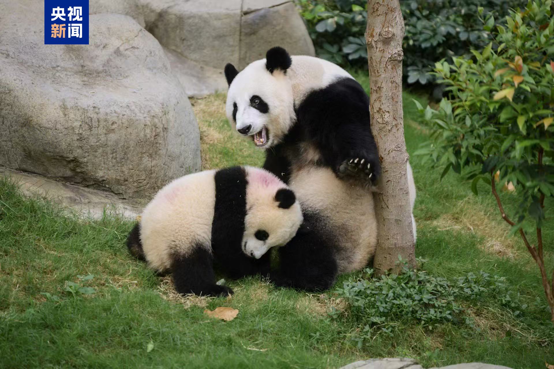 【網(wǎng)曝吃瓜黑料在線網(wǎng)站首頁】“兩高”發(fā)布《關(guān)于辦理襲警刑事案件適用法律若干問題的解釋》