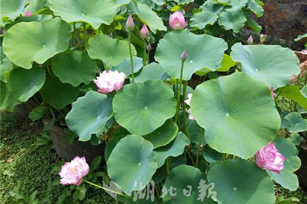 JD.COMQ3收入2604億，通過(guò)“國(guó)家補(bǔ)貼”政策增長(zhǎng)