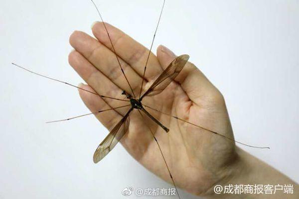 微信戰(zhàn)略研究院：破除工具依賴(lài) 讓AI工具與學(xué)生一同成長(zhǎng)｜2025教育領(lǐng)航者同學(xué)會(huì)