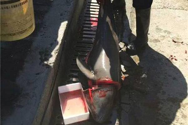 【黑料不打烊2024】老家河南·?？h新年丨首個(gè)非遺新年，鶴壁?？h六大行動(dòng)助力游客盡享地道我國(guó)“年味”